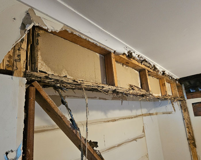 Live termites Collingwood Park