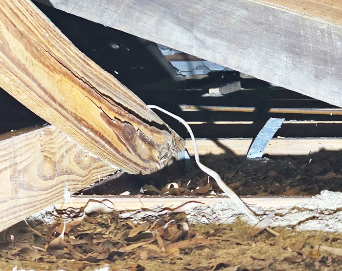 Homeowners termite Damage