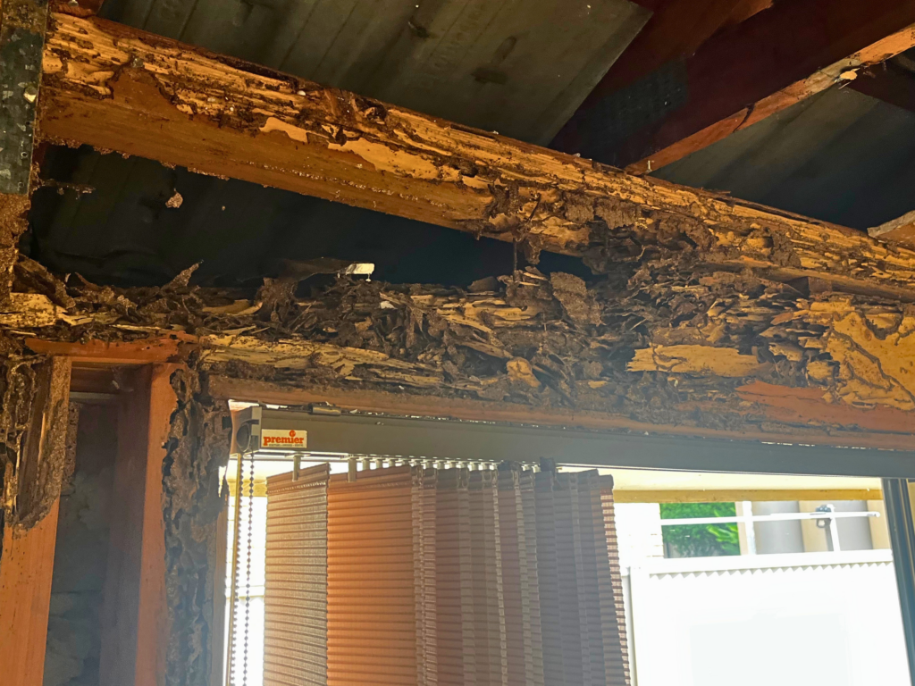 What to do if termite damage is found in a home