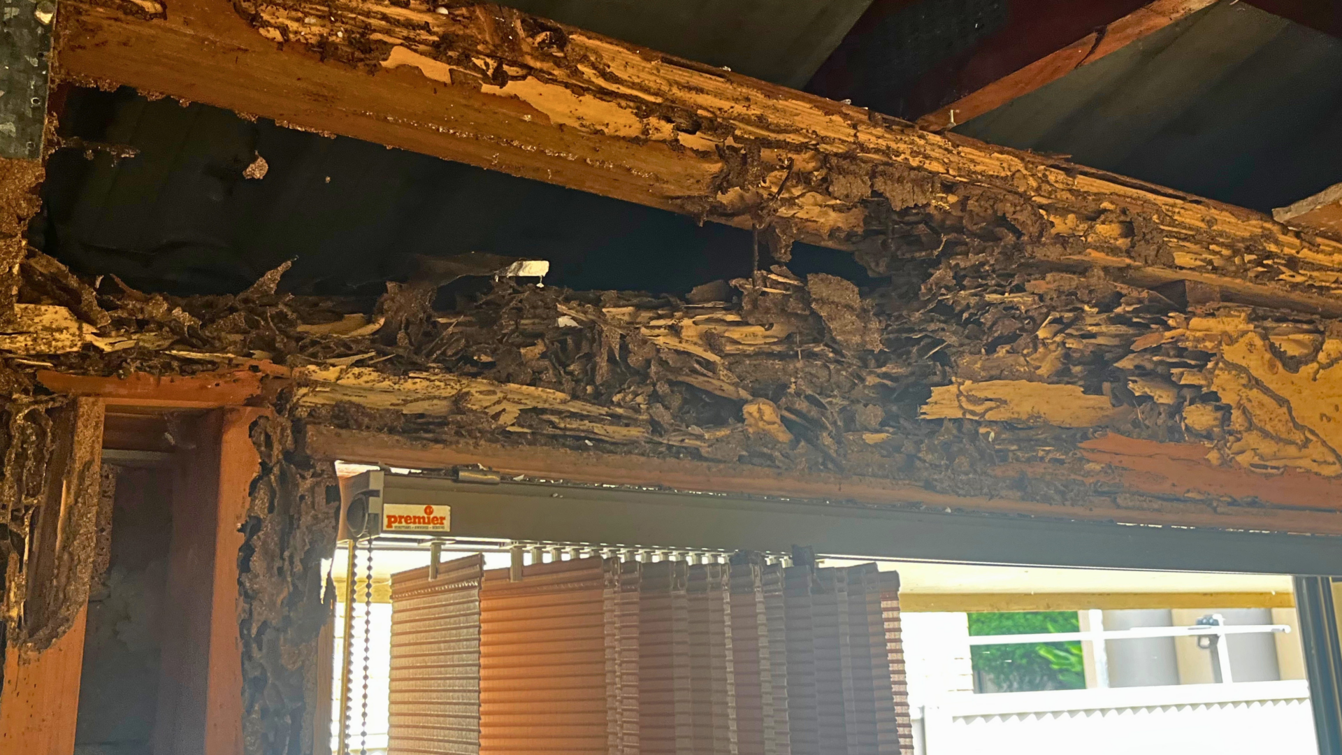 What to do if termite damage is found in a home